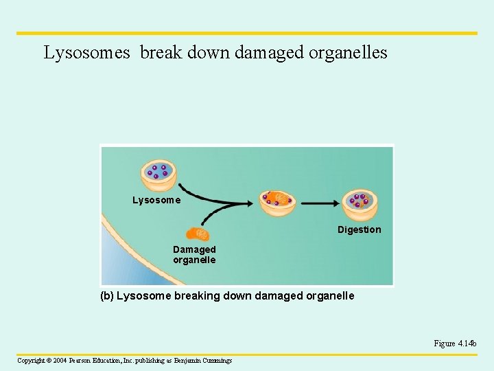 Lysosomes break down damaged organelles Lysosome Digestion Damaged organelle (b) Lysosome breaking down damaged