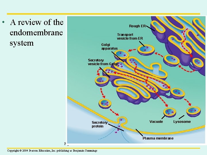  • A review of the endomembrane system Rough ER Transport vesicle from ER