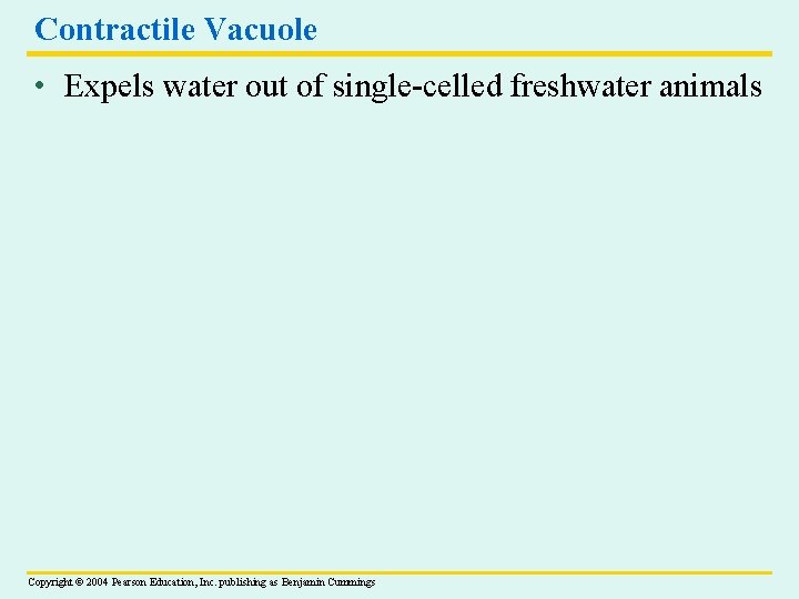 Contractile Vacuole • Expels water out of single-celled freshwater animals Copyright © 2004 Pearson