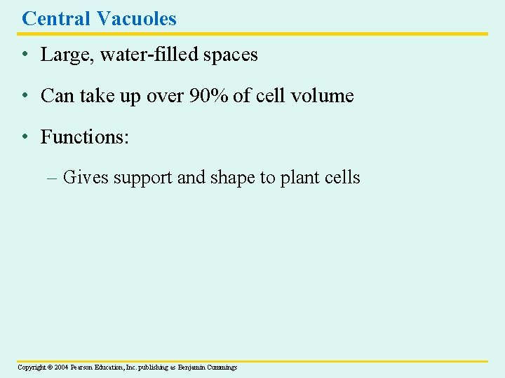 Central Vacuoles • Large, water-filled spaces • Can take up over 90% of cell