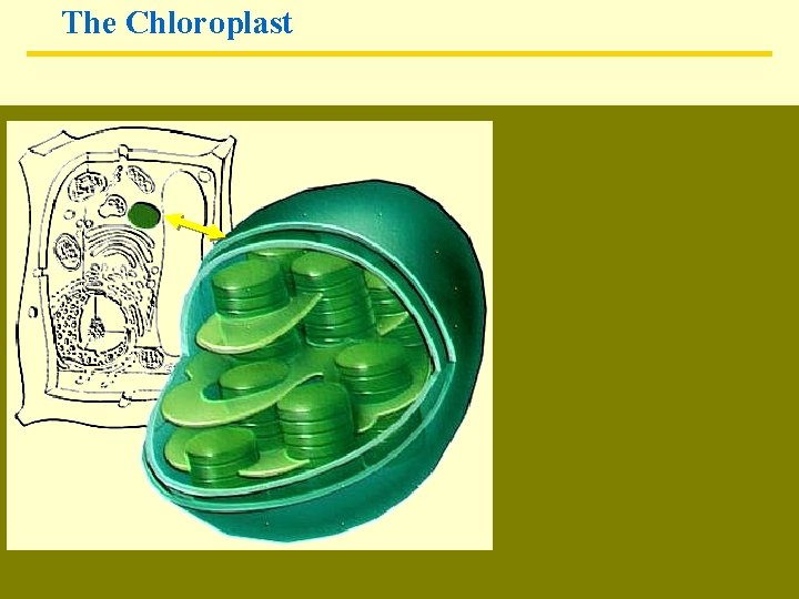 The Chloroplast Copyright © 2004 Pearson Education, Inc. publishing as Benjamin Cummings 