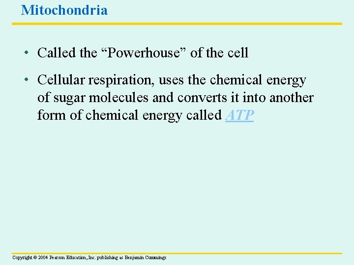 Mitochondria • Called the “Powerhouse” of the cell • Cellular respiration, uses the chemical