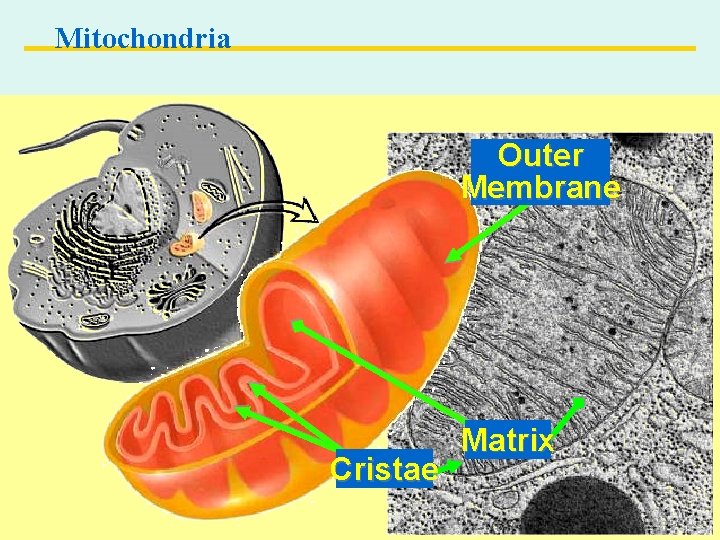 Mitochondria Outer Membrane Cristae Copyright © 2004 Pearson Education, Inc. publishing as Benjamin Cummings