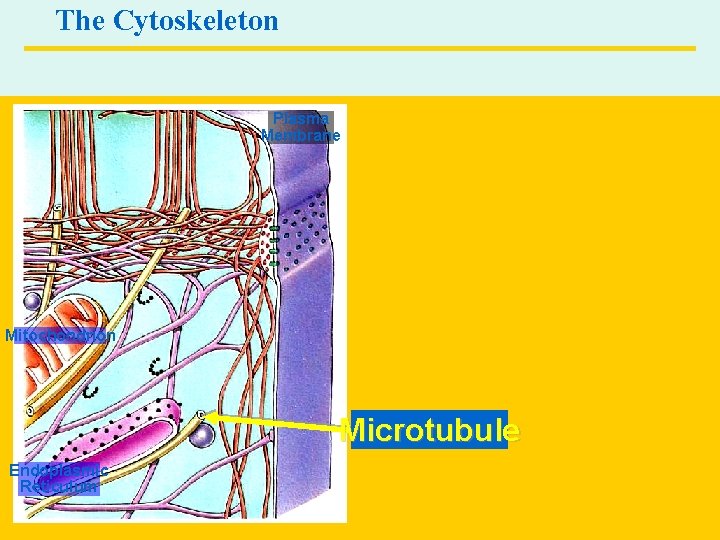 The Cytoskeleton Plasma Membrane Mitochondrion Microtubule Endoplasmic Reticulum Copyright © 2004 Pearson Education, Inc.