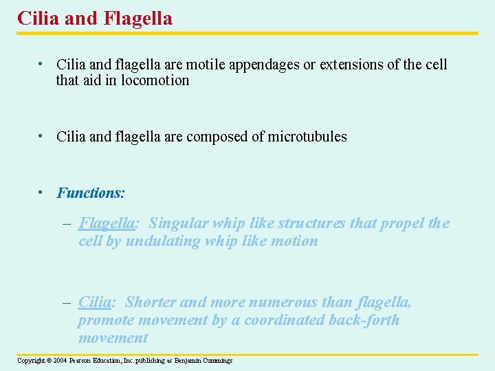 Cilia and Flagella • Cilia and flagella are motile appendages or extensions of the