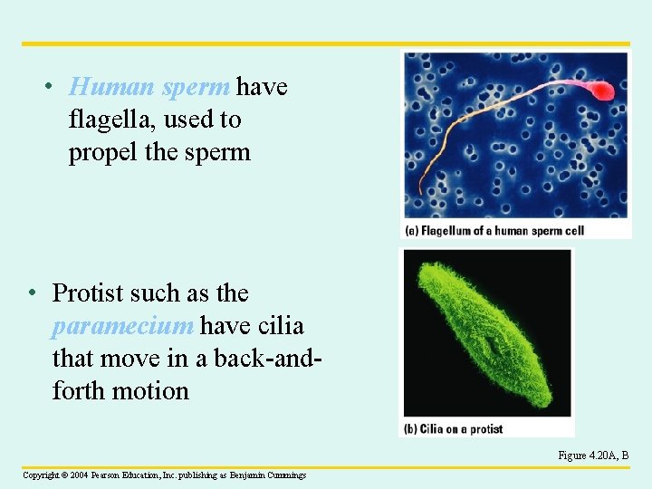  • Human sperm have flagella, used to propel the sperm • Protist such