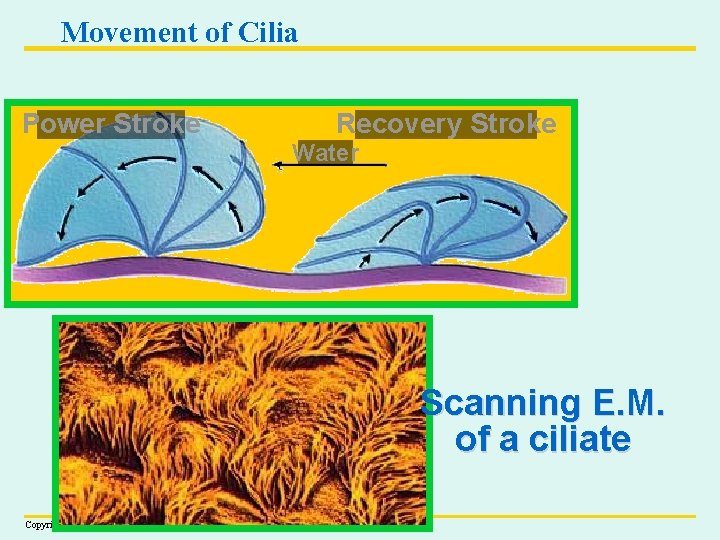 Movement of Cilia Power Stroke Recovery Stroke Water Scanning E. M. of a ciliate