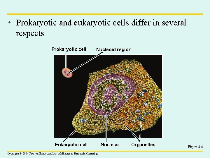  • Prokaryotic and eukaryotic cells differ in several respects Prokaryotic cell Nucleoid region