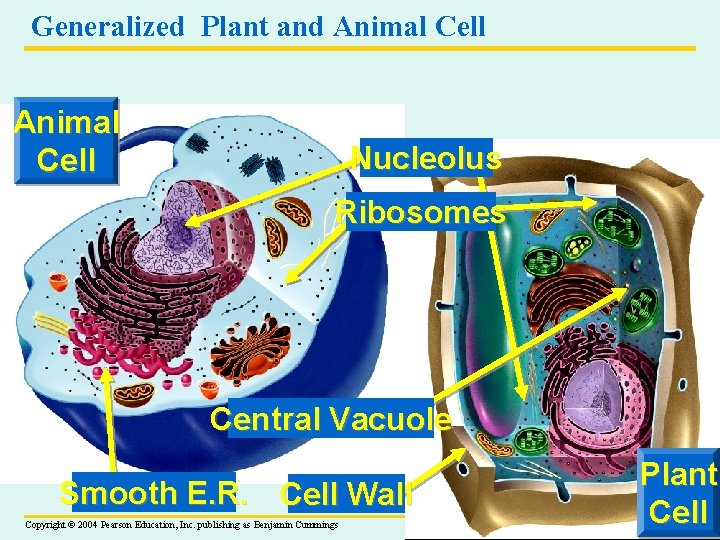 Generalized Plant and Animal Cell Nucleolus Ribosomes Central Vacuole Smooth E. R. Cell Wall