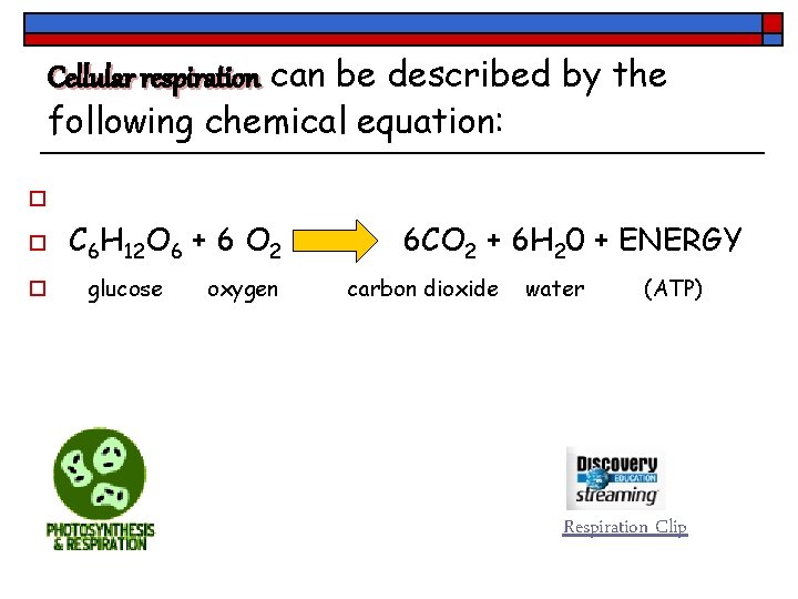Cellular respiration can be described by the following chemical equation: o o o C