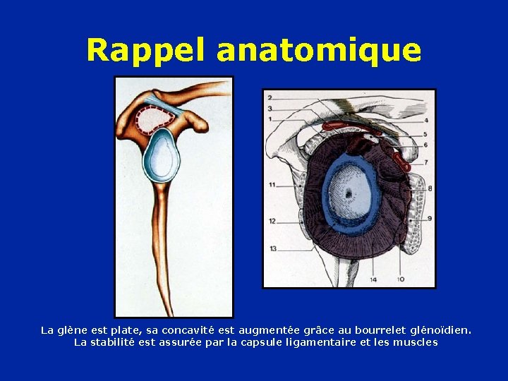 Rappel anatomique La glène est plate, sa concavité est augmentée grâce au bourrelet glénoïdien.