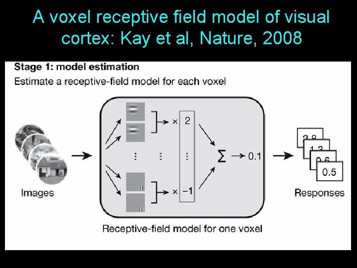 A voxel receptive field model of visual cortex: Kay et al, Nature, 2008 12 A voxel receptive field model of visual cortex: Kay et al, Nature, 2008 12