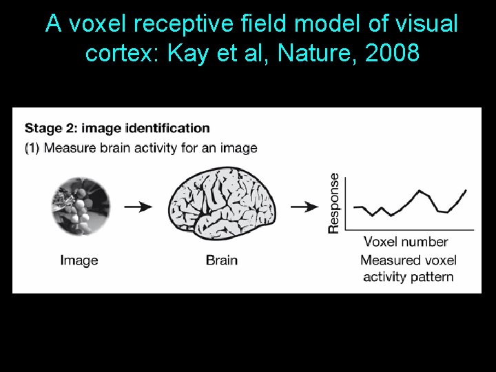 A voxel receptive field model of visual cortex: Kay et al, Nature, 2008 13 A voxel receptive field model of visual cortex: Kay et al, Nature, 2008 13