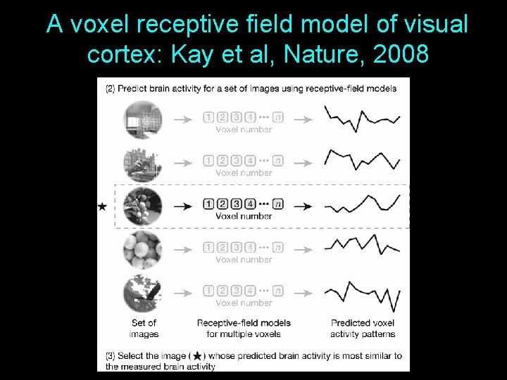 A voxel receptive field model of visual cortex: Kay et al, Nature, 2008 14 A voxel receptive field model of visual cortex: Kay et al, Nature, 2008 14