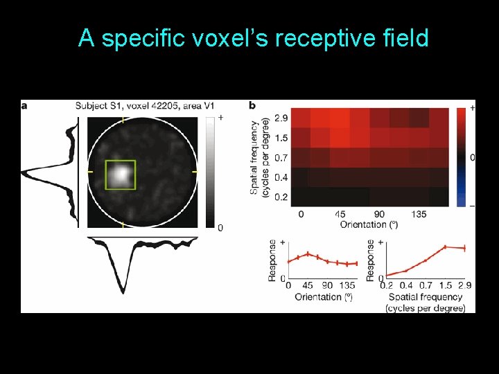 A specific voxel’s receptive field 15 A specific voxel’s receptive field 15