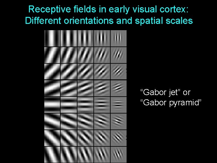 Receptive fields in early visual cortex: Different orientations and spatial scales “Gabor jet” or Receptive fields in early visual cortex: Different orientations and spatial scales “Gabor jet” or