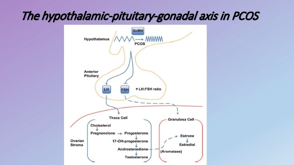 The hypothalamic-pituitary-gonadal axis in PCOS 