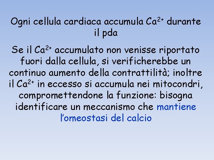 Ogni cellula cardiaca accumula Ca 2+ durante il pda Se il Ca 2+ accumulato