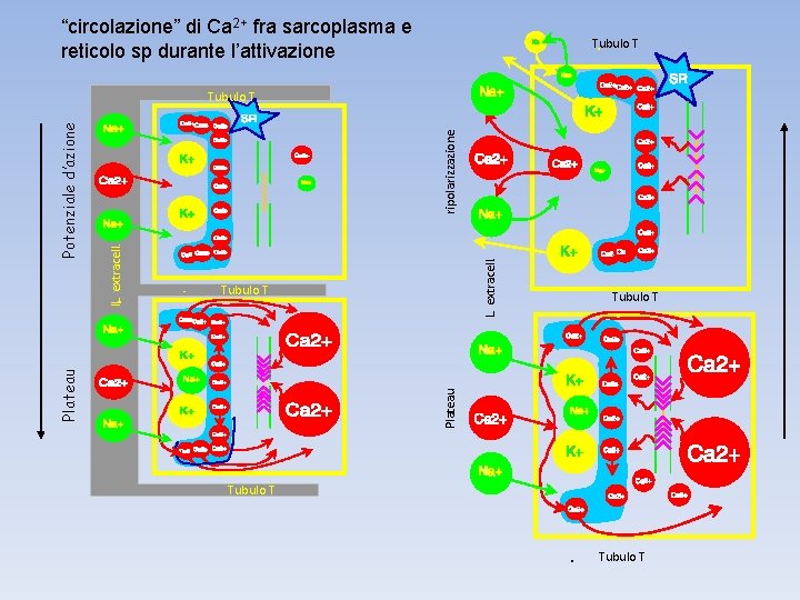 “circolazione” di Ca 2+ fra sarcoplasma e reticolo sp durante l’attivazione Tubulo T L.