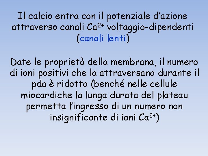 Il calcio entra con il potenziale d’azione attraverso canali Ca 2+ voltaggio-dipendenti (canali lenti)