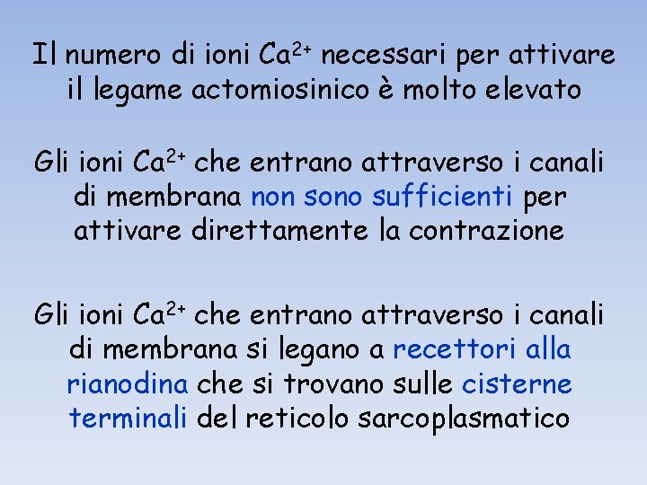 Il numero di ioni Ca 2+ necessari per attivare il legame actomiosinico è molto