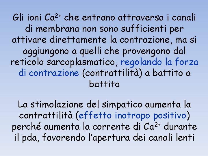 Gli ioni Ca 2+ che entrano attraverso i canali di membrana non sono sufficienti