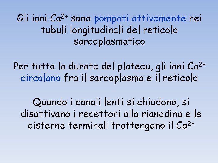 Gli ioni Ca 2+ sono pompati attivamente nei tubuli longitudinali del reticolo sarcoplasmatico Per