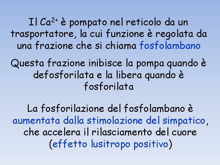 Il Ca 2+ è pompato nel reticolo da un trasportatore, la cui funzione è