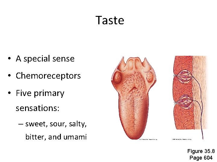 Taste • A special sense • Chemoreceptors • Five primary sensations: – sweet, sour,