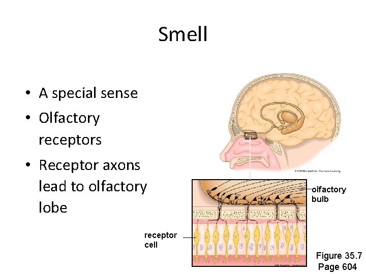 Smell • A special sense • Olfactory receptors • Receptor axons lead to olfactory