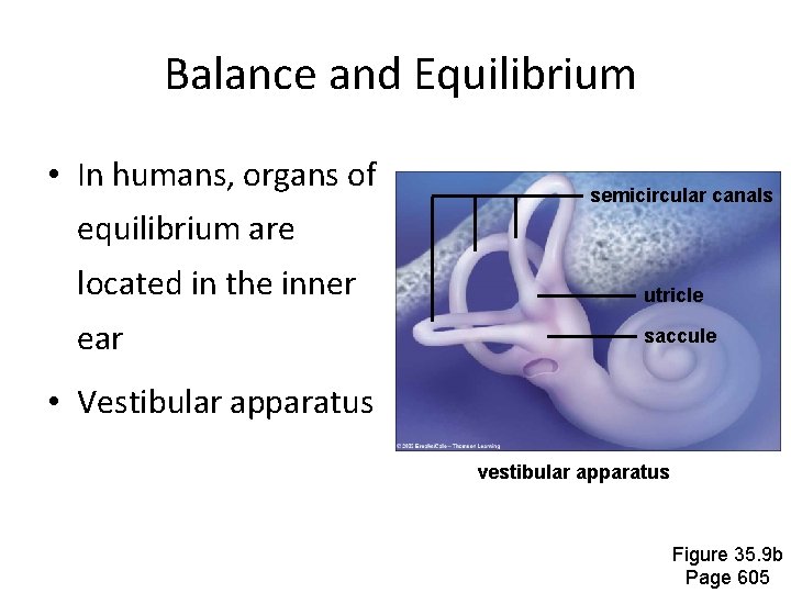 Balance and Equilibrium • In humans, organs of semicircular canals equilibrium are located in
