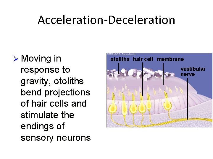 Acceleration-Deceleration Ø Moving in response to gravity, otoliths bend projections of hair cells and