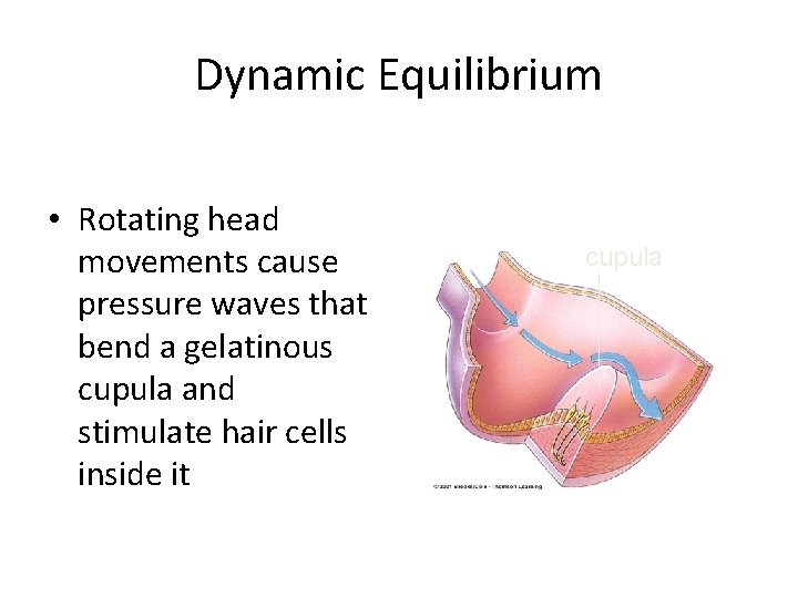 Dynamic Equilibrium • Rotating head movements cause pressure waves that bend a gelatinous cupula