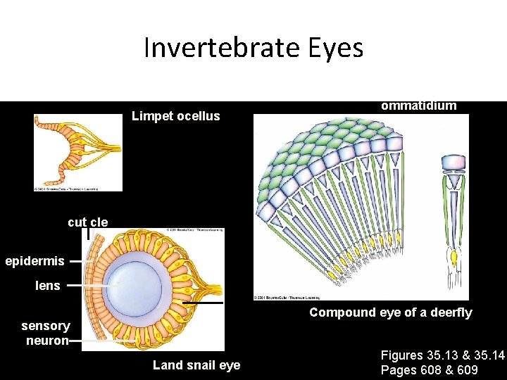 Invertebrate Eyes Limpet ocellus ommatidium cuticle epidermis lens Compound eye of a deerfly sensory