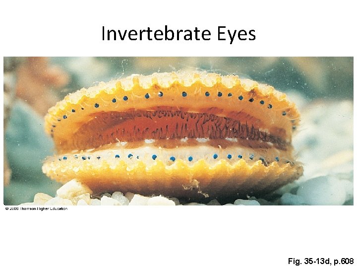 Invertebrate Eyes Fig. 35 -13 d, p. 608 