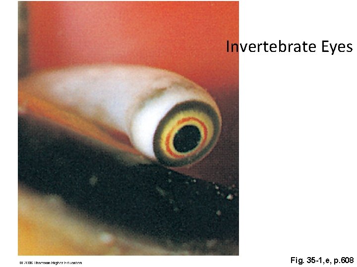 Invertebrate Eyes Fig. 35 -1, e, p. 608 