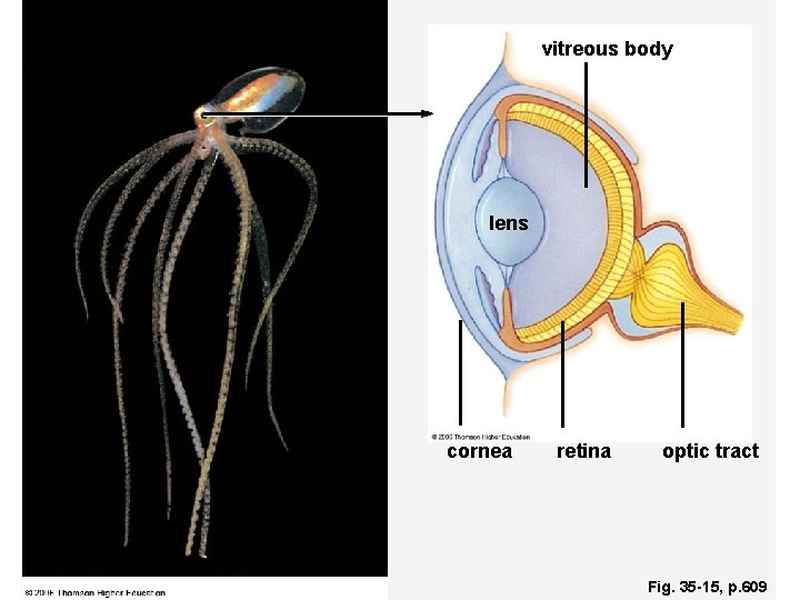 vitreous body lens cornea retina optic tract Fig. 35 -15, p. 609 