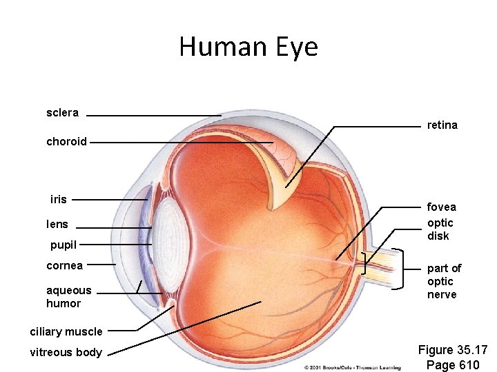 Human Eye sclera retina choroid iris lens pupil cornea aqueous humor fovea optic disk