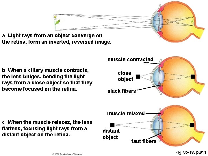 a Light rays from an object converge on the retina, form an inverted, reversed