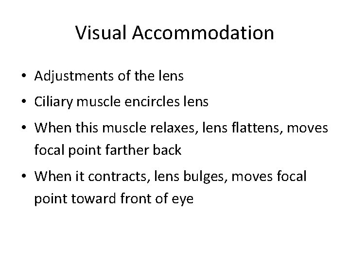 Visual Accommodation • Adjustments of the lens • Ciliary muscle encircles lens • When
