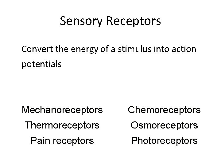 Sensory Receptors Convert the energy of a stimulus into action potentials Mechanoreceptors Chemoreceptors Thermoreceptors
