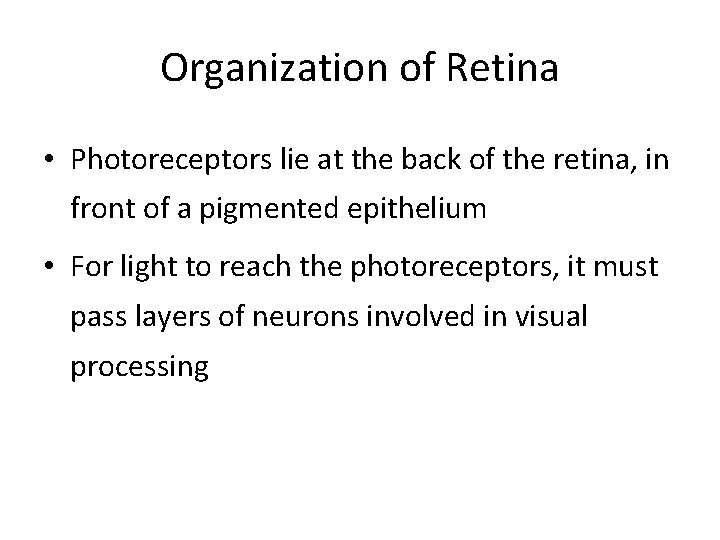Organization of Retina • Photoreceptors lie at the back of the retina, in front