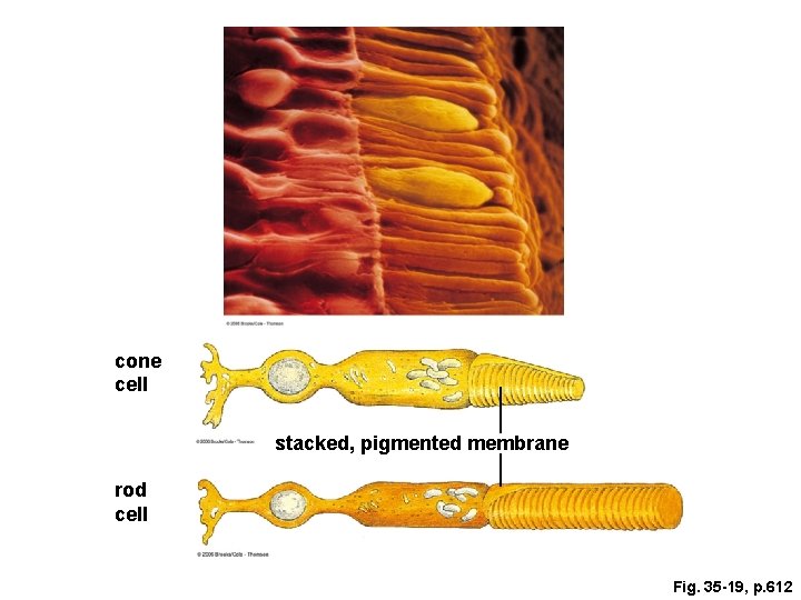 cone cell stacked, pigmented membrane rod cell Fig. 35 -19, p. 612 