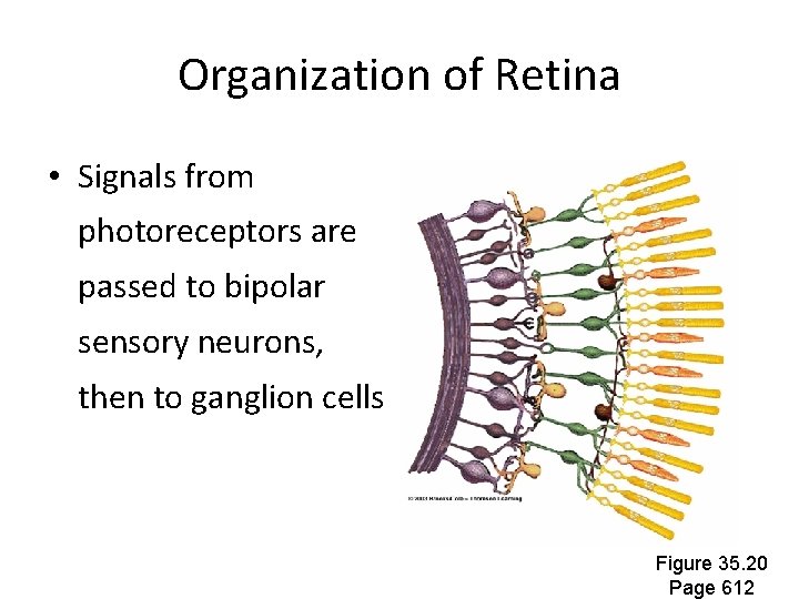 Organization of Retina • Signals from photoreceptors are passed to bipolar sensory neurons, then