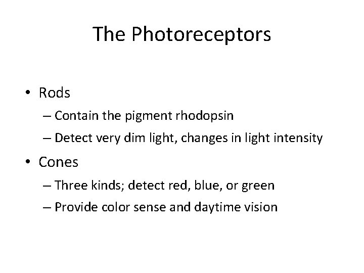 The Photoreceptors • Rods – Contain the pigment rhodopsin – Detect very dim light,