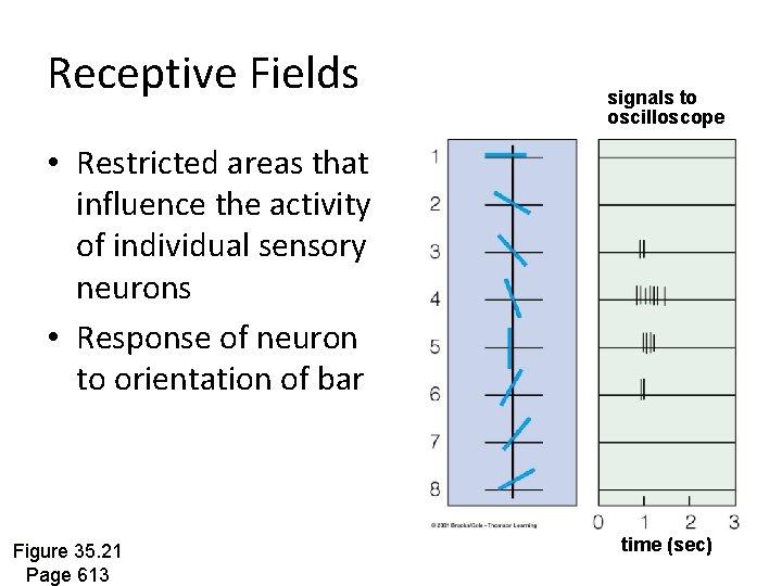 Receptive Fields signals to oscilloscope • Restricted areas that influence the activity of individual