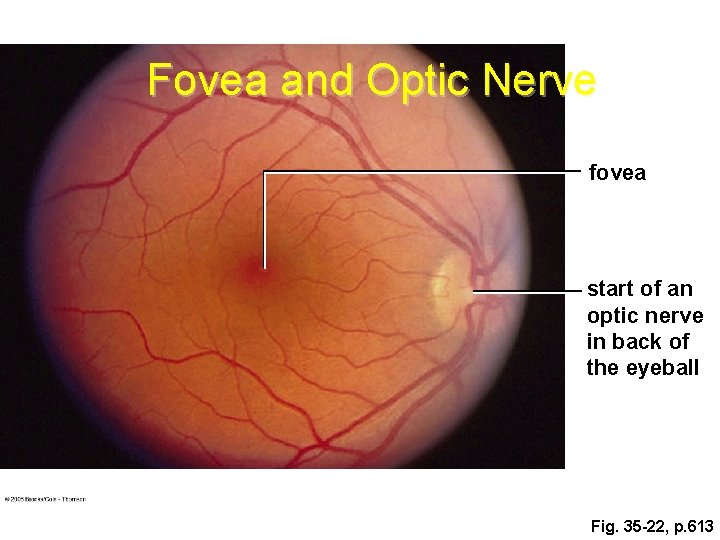 Fovea and Optic Nerve fovea start of an optic nerve in back of the