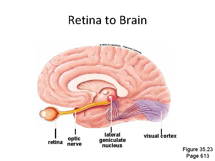 Retina to Brain optic retina nerve lateral geniculate nucleus visual cortex Figure 35. 23