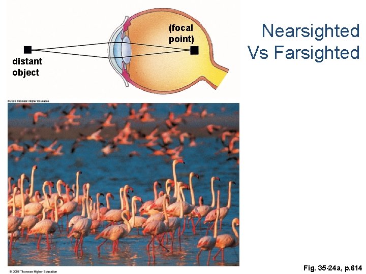 (focal point) distant object Nearsighted Vs Farsighted Fig. 35 -24 a, p. 614 