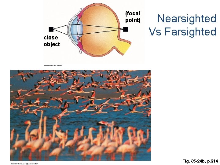 (focal point) close object Nearsighted Vs Farsighted Fig. 35 -24 b, p. 614 